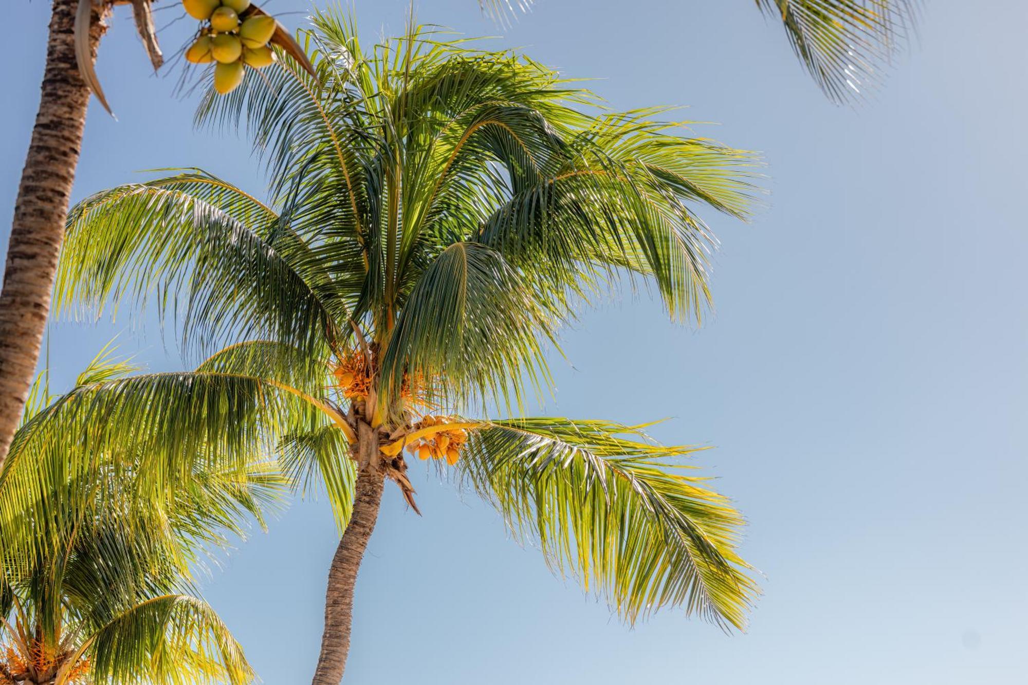 Cocotiers Hotel - Mauritius Baie-du-Tombeau Kültér fotó